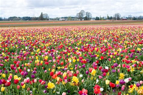 Northwest Washington Hosts Tulip Festival