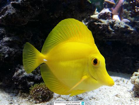 Zebrasoma flavescens "Gul kirurgfisk"