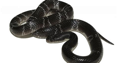 Recent study on kraits shows great lacunae on snake venom research in India