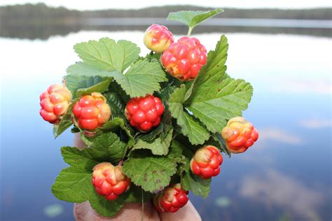 Free stock photo of cloudberry