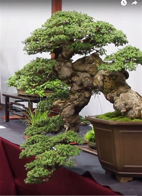 Three Shots Lifted from Oscar’s Exhibition Video | Bonsai tree, Bonsai tree types, Bonsai plants