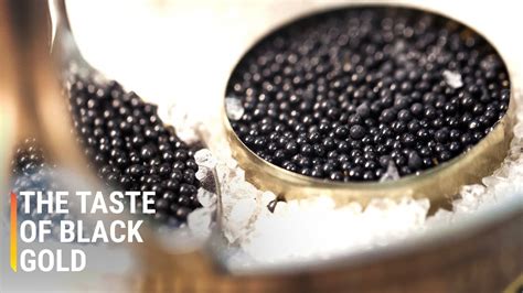 Inside The Largest Caviar Factory In The World - YouTube