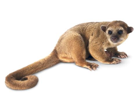 20 Kinkajou Interesting Facts - Facts.net