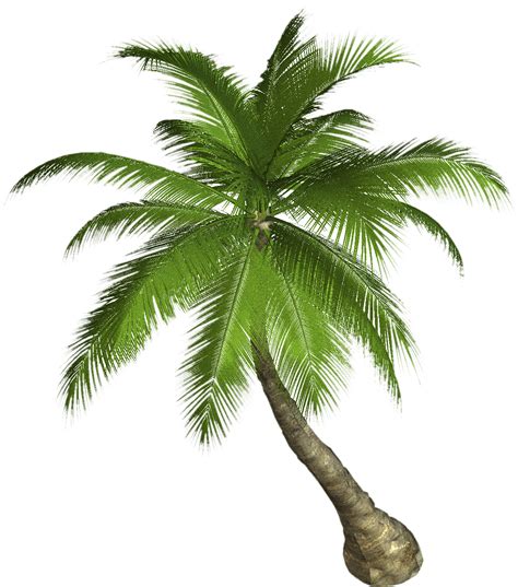 Palm Tree transparent PNG - StickPNG