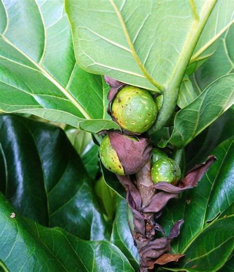 The Complete Guide to Fiddle Leaf Fig Fruit | Plant Resource