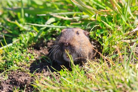 5 Animals That Burrow Under Concrete (& How to Stop Them)