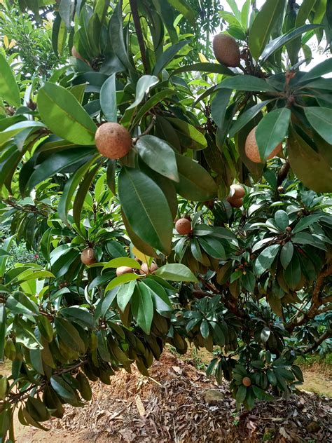 Our sapota tree laden with fruits. | Fruit garden, Tree, Fruit