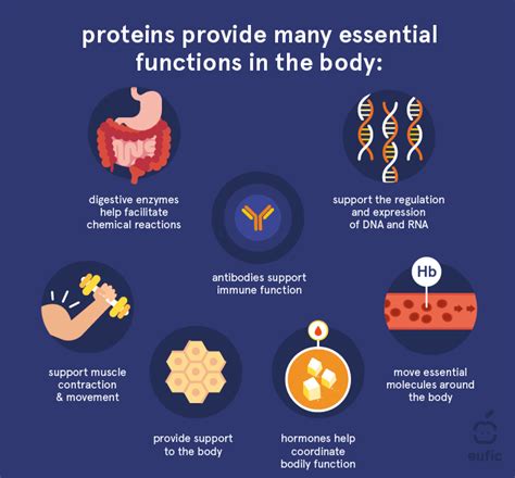 Protein Examples Biology