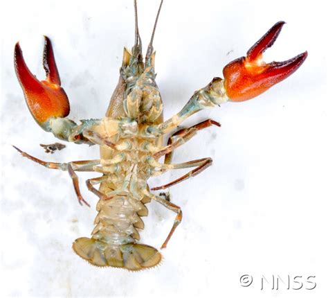 Invasive non-native species (UK) – Signal crayfish - Inside Ecology