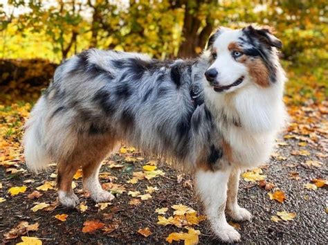 Blue Merle Australian Shepherd: The Complete Dog Breed Guide - K9 Web