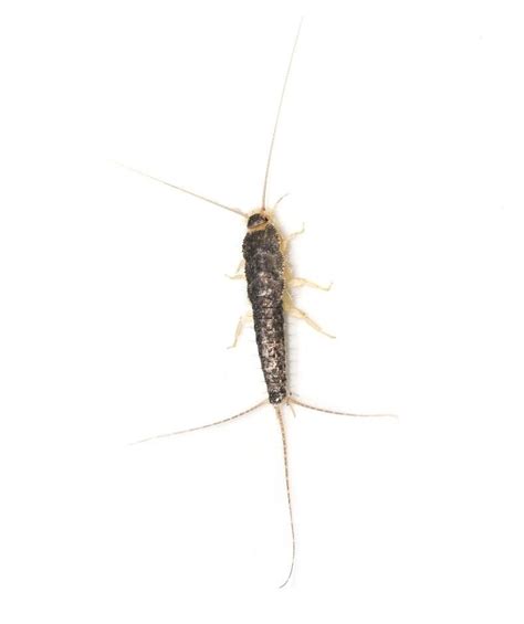 Silverfish | Active Pest Control - Pest Control and Exterminator Services