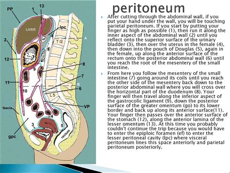 Clinical anatomy of abdominal cavity - презентация онлайн