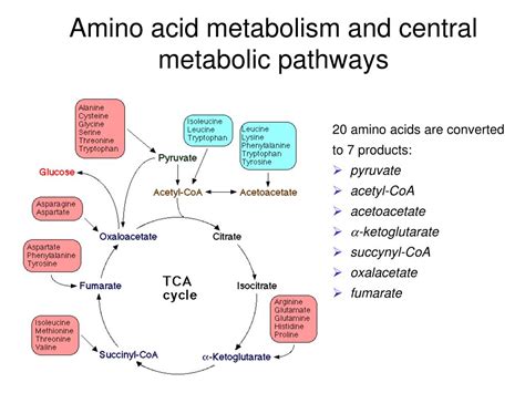 PPT - AMINO ACID METABOLISM PowerPoint Presentation, free download - ID ...