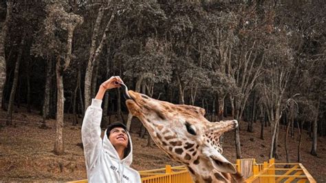 Bioparque Estrella: cuál es el costo de entrada al safari más grande de ...