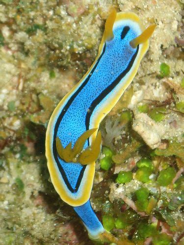 The highly ornate nudibranch conspicuously warns predators that it is toxic. | Sea slug, Slugs, Sea