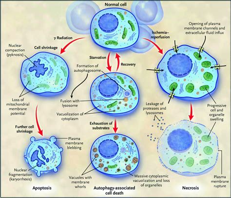 Cell-Death Pathways and Mitochondria | Thoracic Key