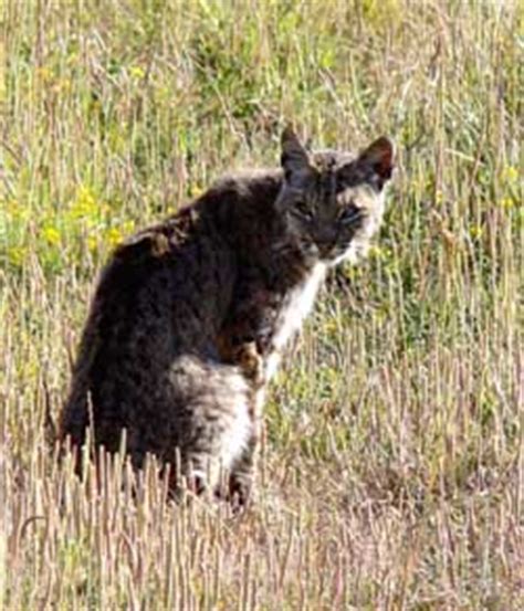 Animals - Muir Woods National Monument (U.S. National Park Service)