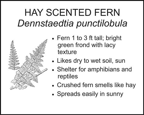 HAY SCENTED FERN - Smart Garden Signs