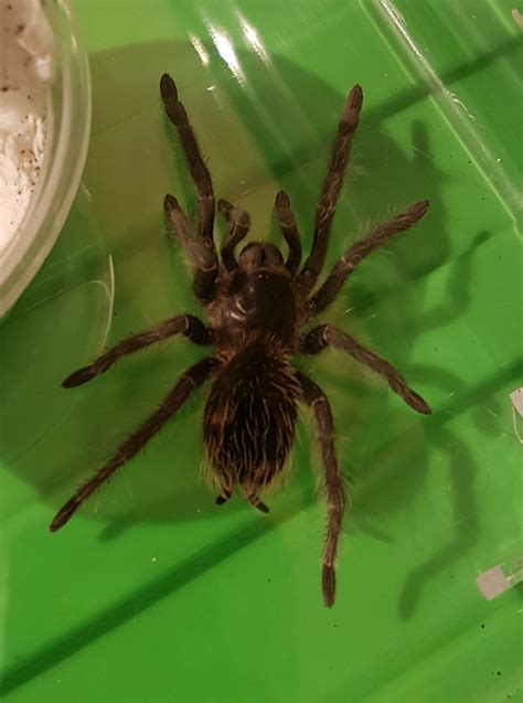 Lasiodora parahybana | Tarantula Forum