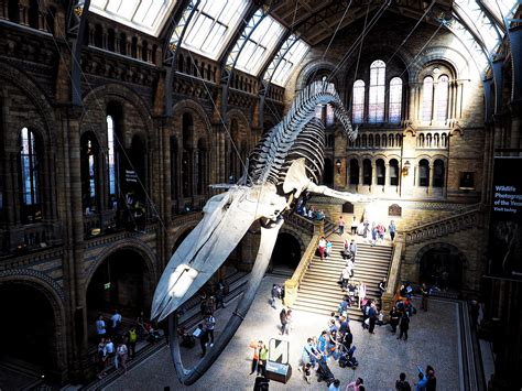 Natural History Museum, London – The Zeg