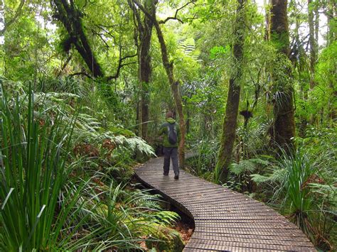 MyPhotoPics: Waipoua Forest, Νέα Ζηλανδία