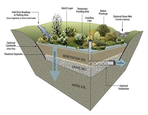 Bioretention cell detail (image credit: GeoSyntec Consultants) Pond Design, Garden Design ...