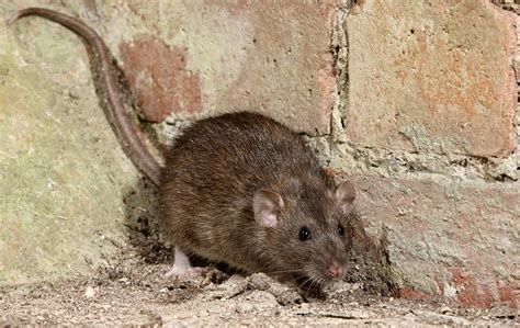 How Much Do You Know About The Brown Rats In Charlotte?