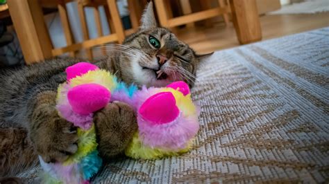 One of my cats playing with a catnip toy : r/AnimalsBeingDerps