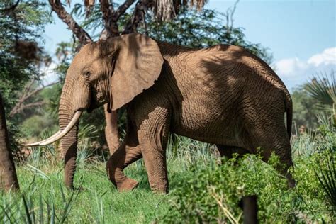 Gorongosa National Park - Stunningtravel