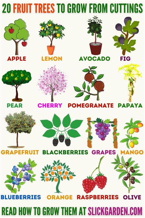 20 FRUIT TREES TO GROW FROM CUTTINGS | Indoor fruit trees, Fruit tree garden, Growing fruit trees