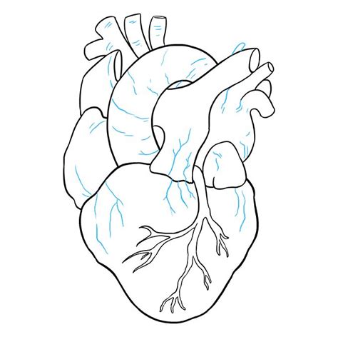 How to Draw a Human Heart - Really Easy Drawing Tutorial | Human heart drawing, Heart drawing ...