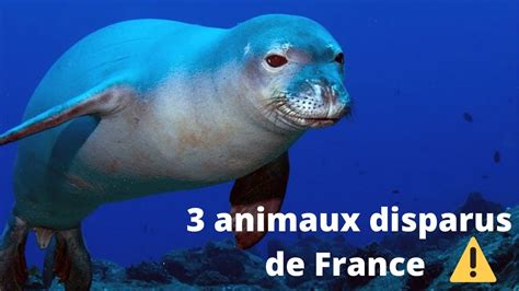 3 animaux disparus en France - YouTube