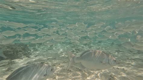 Rarotonga, Snorkeling by The Sanctuary - YouTube