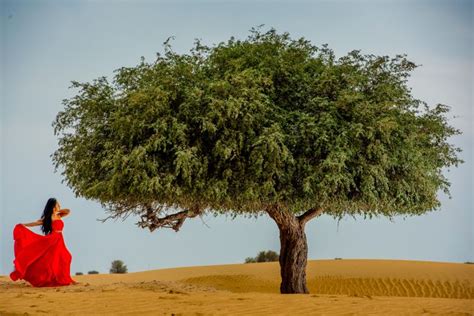 Photos: Timeless shades of ghaf, UAE’s national tree | Lifestyle-photos ...