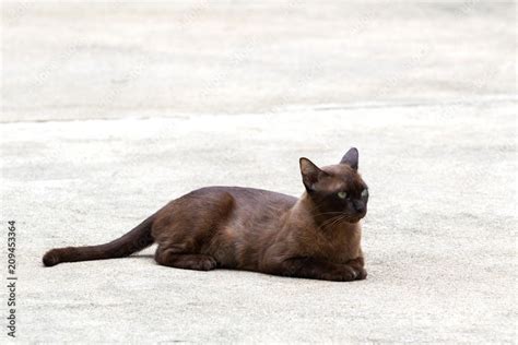 Korat or Si Sawat is a kind of siamese cat which its body is semi-cobby ...