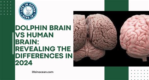 Dolphin Brain vs Human Brain: Revealing the Differences in 2024