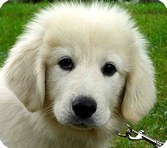 Cincinnati, OH - Great Pyrenees/Akbash Mix. Meet Lazarus a Puppy for Adoption.