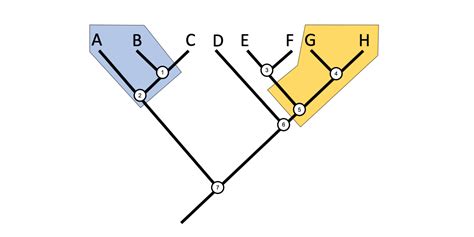 2.4 Phylogenetic Trees and Classification - Digital Atlas of Ancient Life