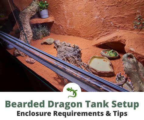 Bearded Dragon Tank Setup: Requirements & What To Avoid | ReptileKnowHow