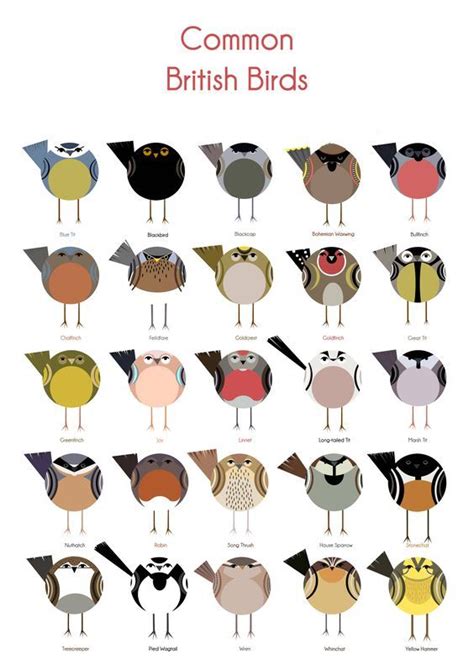 Common British Birds - Cher Pratley | Common british birds, Bird poster, Bird art