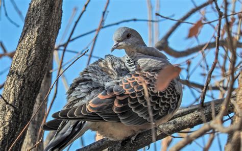 Oriental Turtle-Dove | Audubon Field Guide