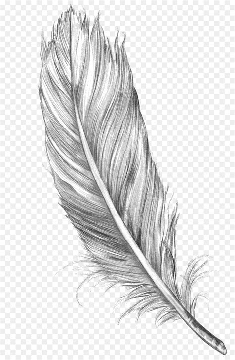 Feather Bird Clip art - Feather PNG png download - 800*624 - Free ...