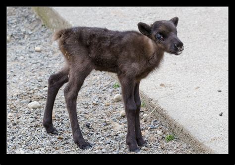 Are Baby Reindeer Cute? | RobsBlogs