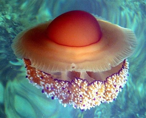 Fried Egg Jellyfish Cotylorhiza Tuberculata « Inhabitat – Green Design ...