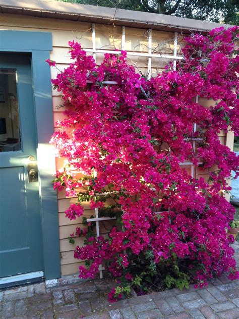 bougainvillea on a trellis | Buganvílias, Jardinagem, Idéias de jardinagem