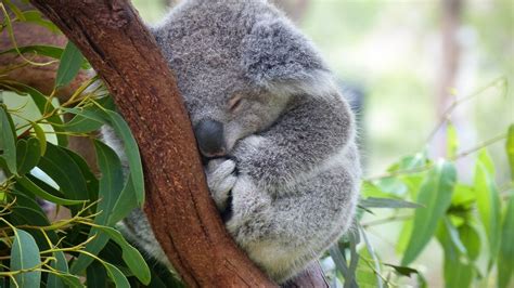 Petition · Accept Community Submissions to keep the Pine Valley Koala ...