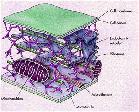 Cytoskeleton - Structure & Function, Cells, Body With Explanation