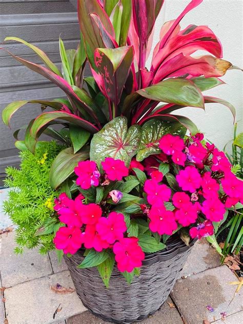 Potted Plants Outdoor, Flower Pots Outdoor, Flower Planters, Flower Garden, Container Gardening ...