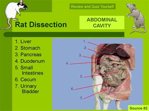 Labelled Rat Dissection Diagram