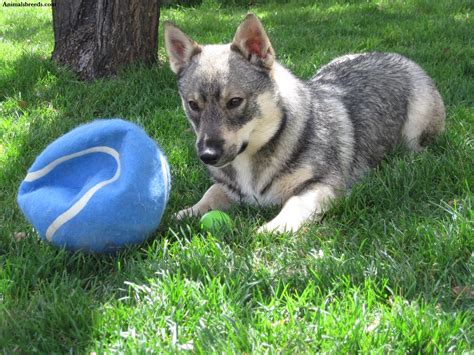 Swedish Vallhund - Puppies, Rescue, Pictures, Information, Temperament ...